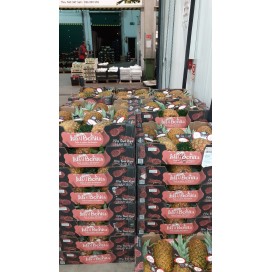 abacaxi amadurecido barco Costa Rica 