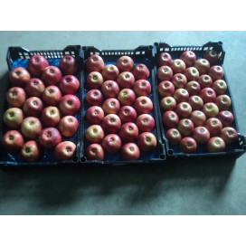 Maçã Jonagored do Oeste Cal. 70/75  ꟾ Caixa 4kg