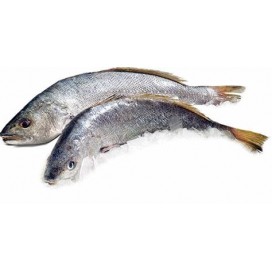 Corvina Med S/C Cx 3Kg Cong. Eur