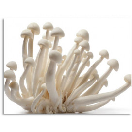 Cogumelos frescos Shimeji BIO cx 2,5 kg (PT)