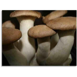 Cogumelos frescos Eryngii BIO cx 2,5 kg (PT)