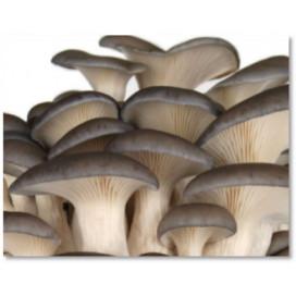 Cogumelos frescos Pleurotus Ostreatus BIO cx 2,5 kg (PT)