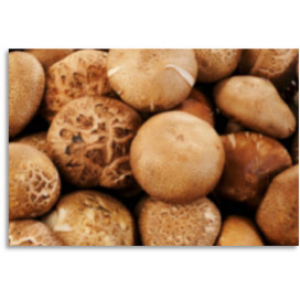 Cogumelos frescos Shiitake BIO cx 2,5 kg (PT)