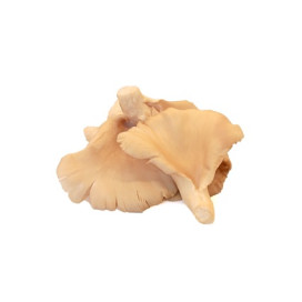 Cogumelo Pleurothus