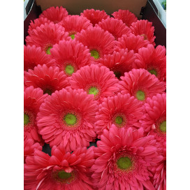 Gerbera Coral Cx.50 Flores