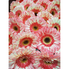 Gerbera Bicolor Cx.50 Flores