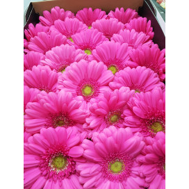 Gerbera Rosa Cx.50 Flores