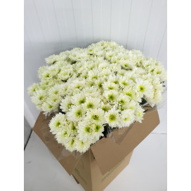 Margaridas Brancas Cx.50 Pés Flores