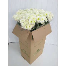 Margaridas Brancas Cx.50 Pés Flores