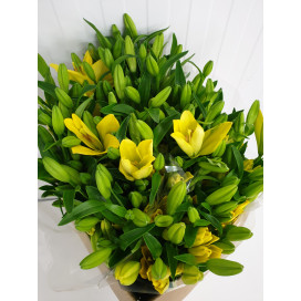 Lillium Amarelo Cx.40 Pés Flores