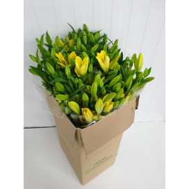 Lillium Amarelo Cx.40 Pés Flores