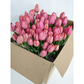 Tulipas Rosa Cx.80 Flores