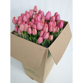 Tulipas Rosa Cx.80 Flores