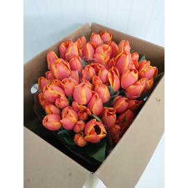 Tulipas Laranja Cx.60 Flores