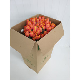 Tulipas Laranja Cx.60 Flores