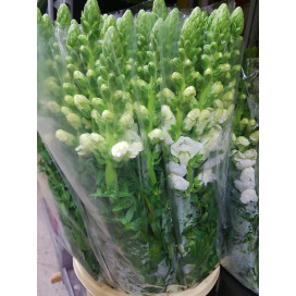 Antirrinium Branco Cx.100 Flores