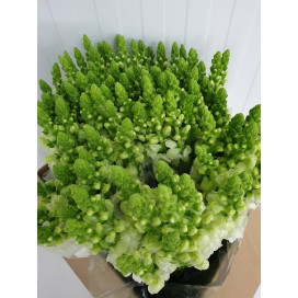 Antirrinium Branco Cx.100 Flores