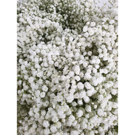 Vivaz Cx.75 Pés Flores