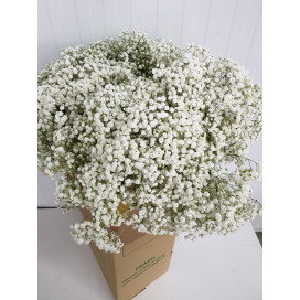 Vivaz Cx.75 Pés Flores