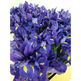 Iris Azul Cx.80 Pés Flores