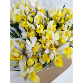 Iris Amarelos Cx.80 Pés Flores