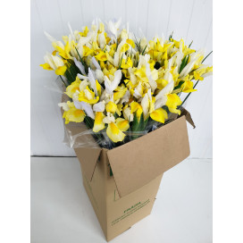 Iris Amarelos Cx.80 Pés Flores