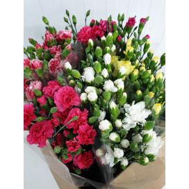 Cravinas Mix Cor Cx.100 Pés Flores
