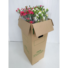 Cravinas Mix Cor Cx.100 Pés Flores