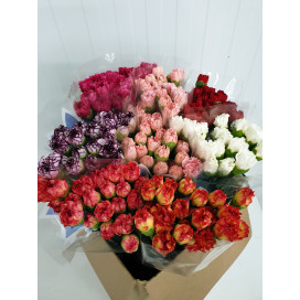 Cravos Mix Cor Cx.200 Flores