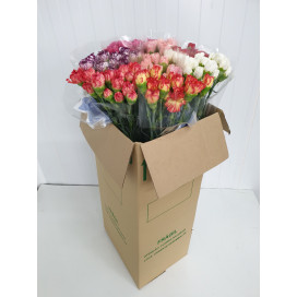 Cravos Mix Cor Cx.200 Flores