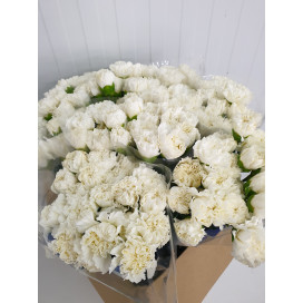 Cravos Branco Cx.200 Flores