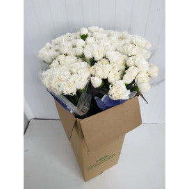 Cravos Branco Cx.200 Flores