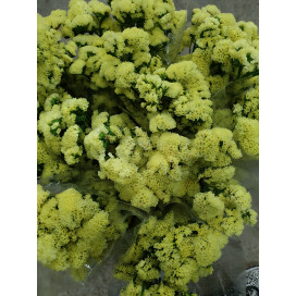 Statice Amarelo Cx.50 Pés Flores