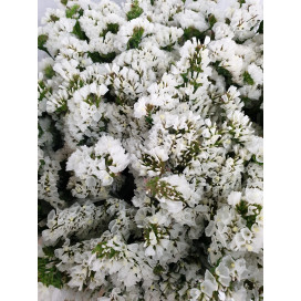Statice Branco Cx.50 Pés Flores