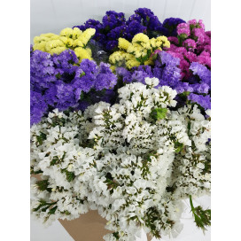 Statice Mix Cor Cx.50 Pés Flores