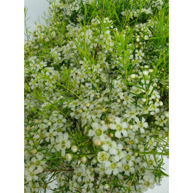 Flor de Cera Branca Cx.50 Pés Flores 