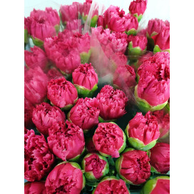 Cravos Rosa Cx.200 Flores