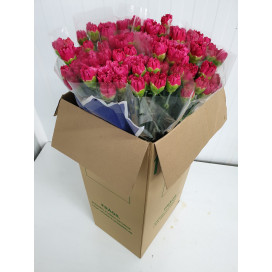Cravos Rosa Cx.200 Flores