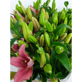 Lillium Rosa Cx.40 Pés Flores
