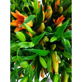 Lillium Laranja Cx.40 Pés Flores
