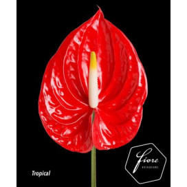 Anturio Vermelho Cx.12 Flores