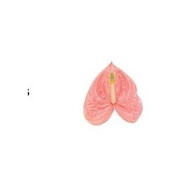 Anturio Rosa Cx.12 Flores