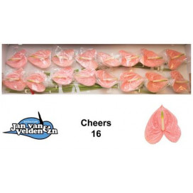 Anturio Rosa Cx.12 Flores
