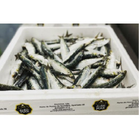 Sardinha fresca Sesimbra cx 5 Kg