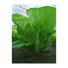 COL MINI  黃葉白菜 cx 2 kg