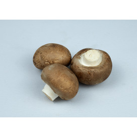 Cogumelo Marron