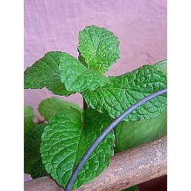 Hortelã Menta