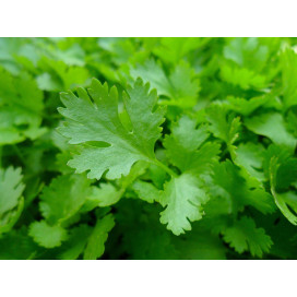 Salsa