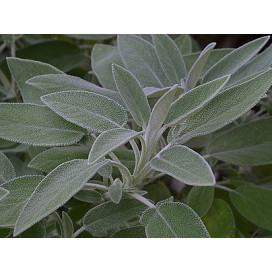Salvia