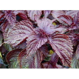 Folha de Shiso Roxo 10g